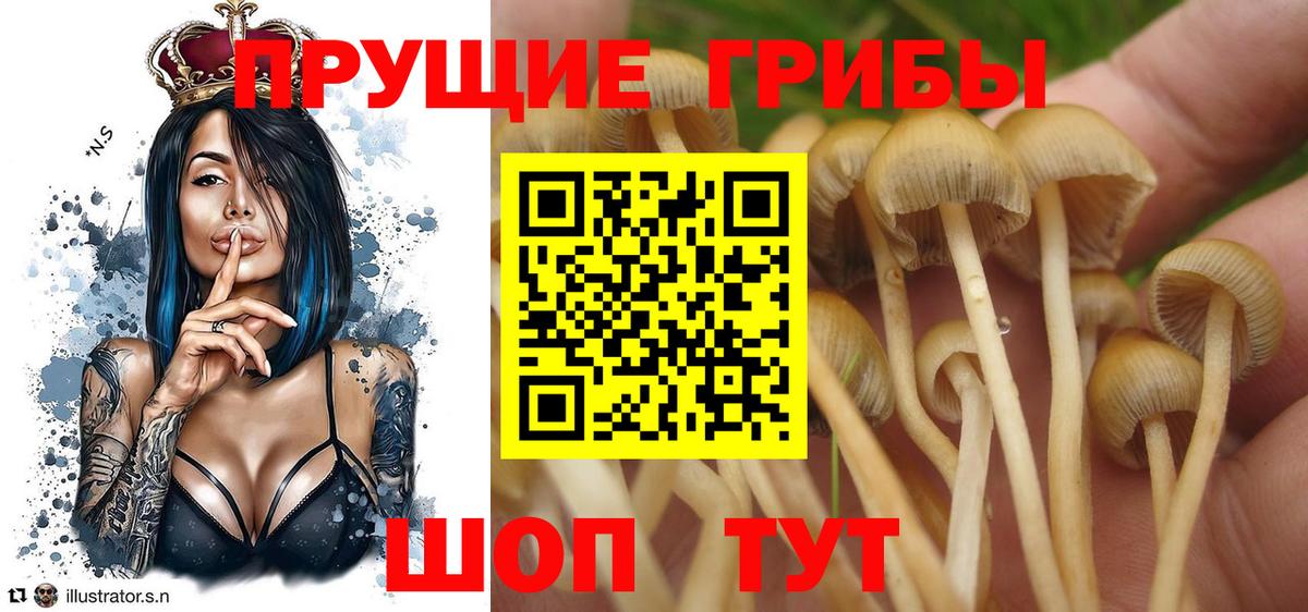Галлюциногенные грибы Psilocybe Шуя